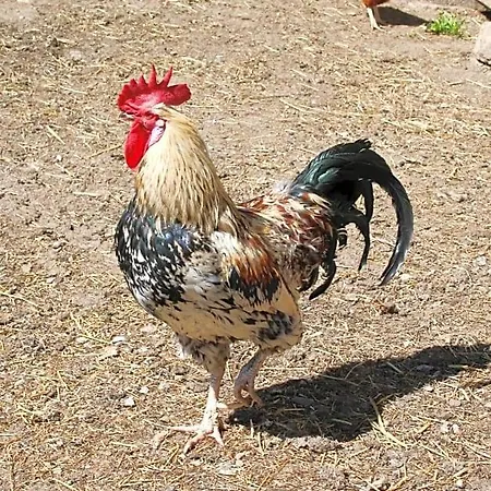 Bauernhof Laxhube Gmünd