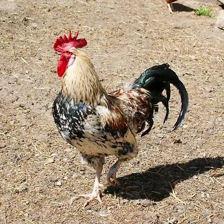 Alojamento de Turismo Rural Laxhube Gmünd