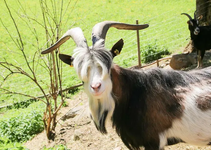 Laxhube Gospodarstwo agroturystyczne *